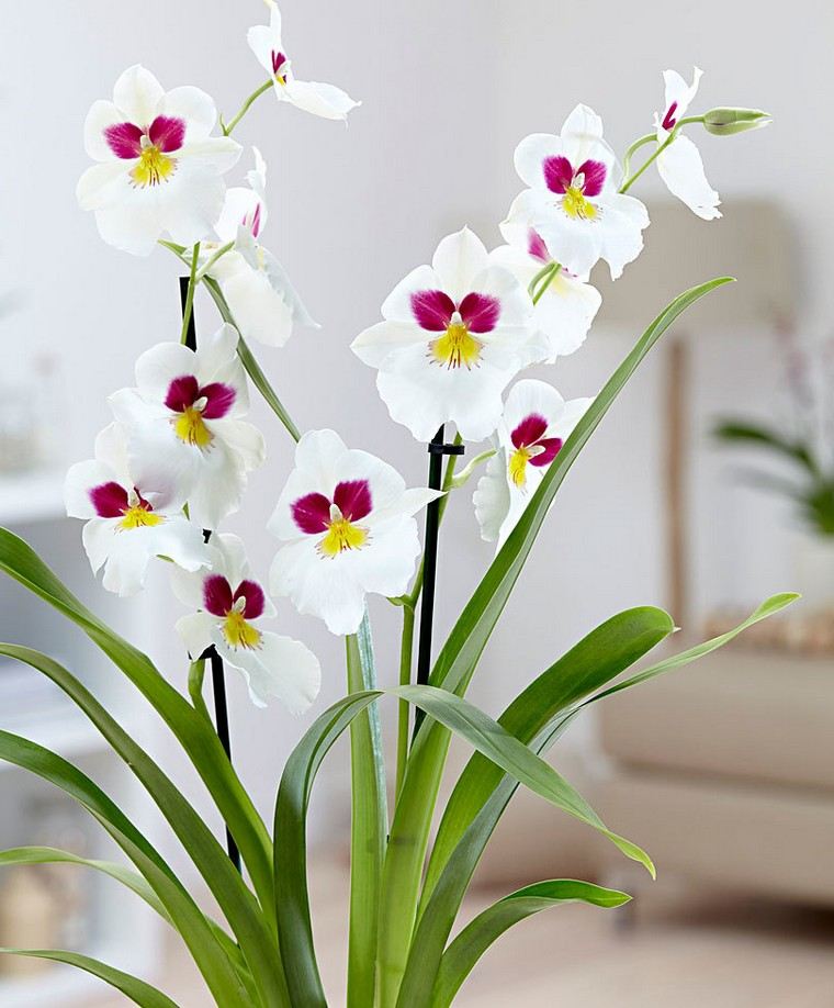 orchidee-idee-plante-interieur