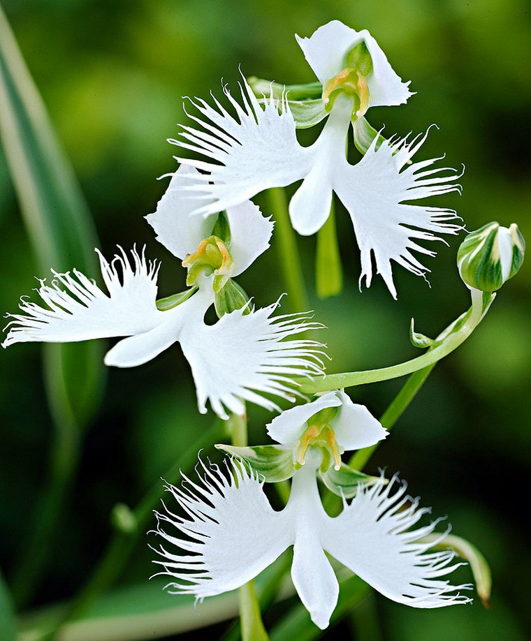 orchidee-nature-faire-refleurir-une-orchidee