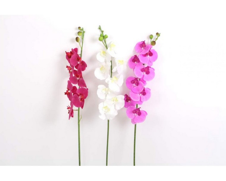 orchidee-refleurir-plante-interieur