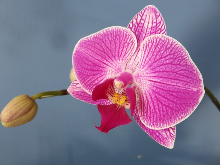 orchidee-rose-plante-interieur