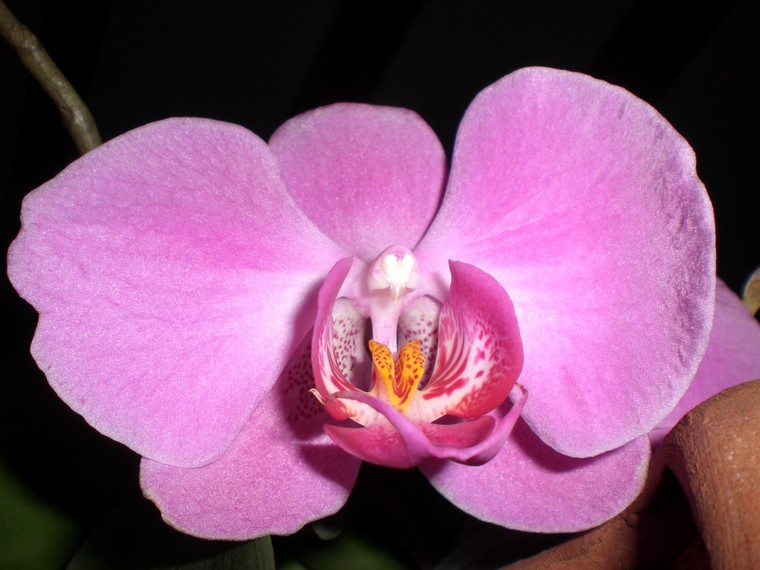photo-design-faire-refleurir-une-orchidee