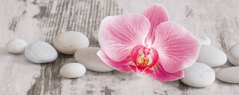 comment-photo-design-faire-refleurir-une-orchidee