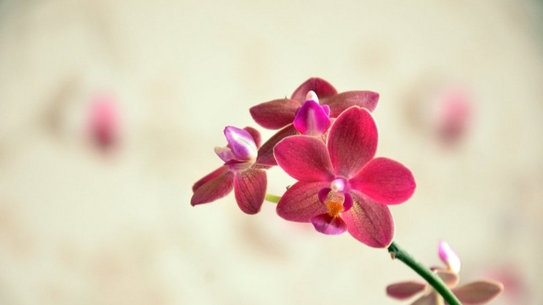 photo-orchidee-rose-plante-interieur