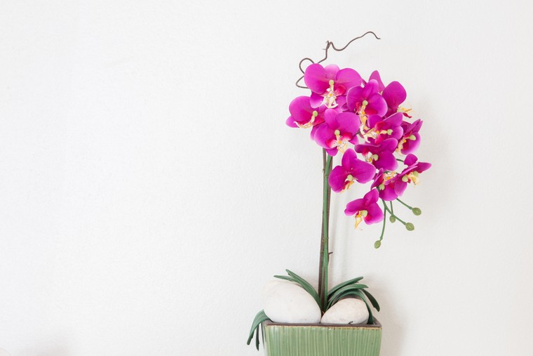 comment faire refleurir une orchidée idée