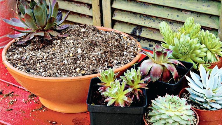plantes-succulentes-dans-differents-conteneurs
