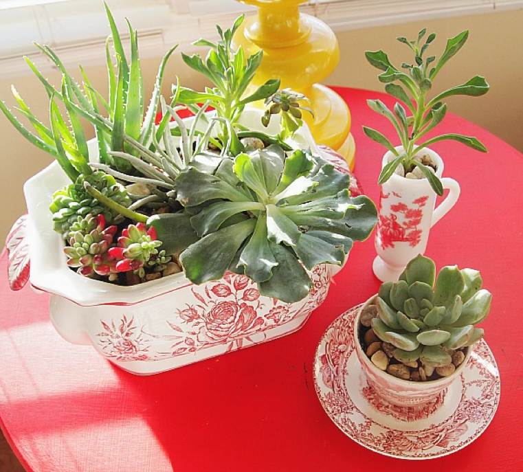 plantes-succulentes-porcelaine-chinoise