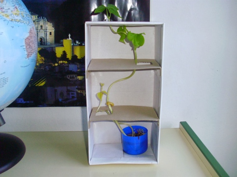 projet-scientifique-plante-dans-boite