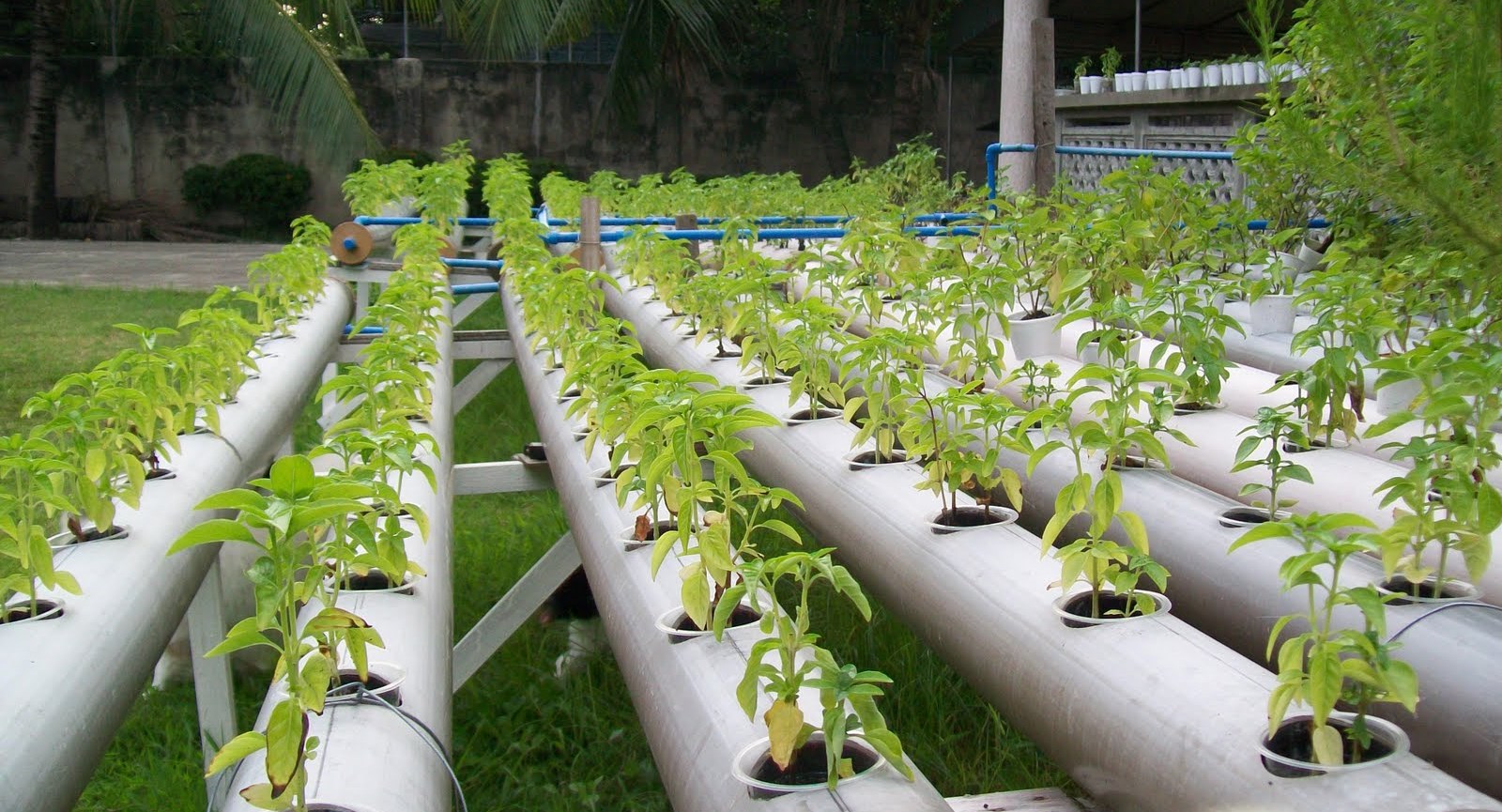 hydroponie tuyaux plantes