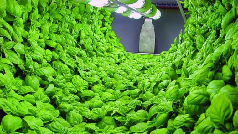hydroponie tunnel salade