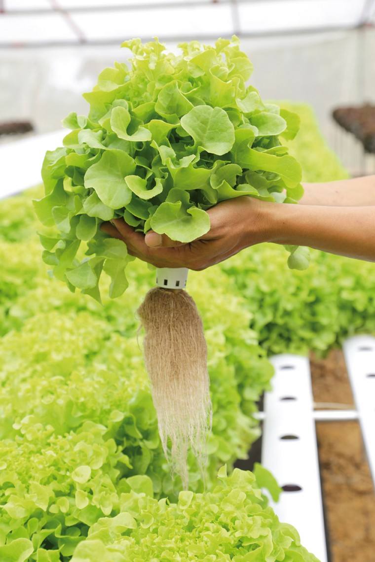 salade-idee-jardin-vertical-potager