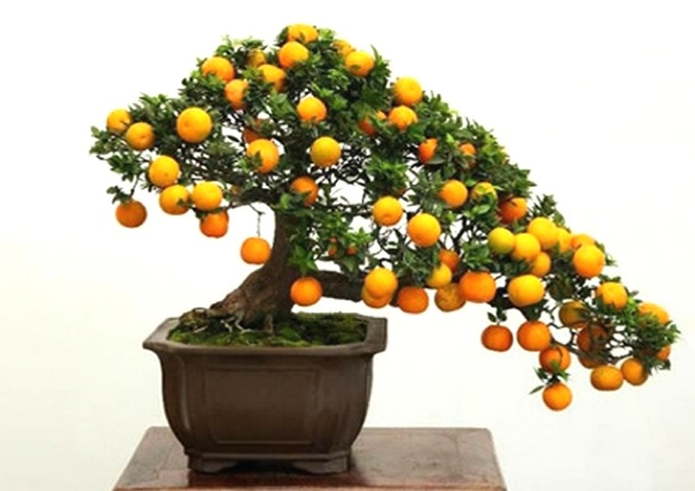 bonsaï japonais avec-fruit