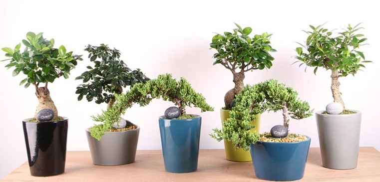 bonsai-japonais-plusieurs-especes