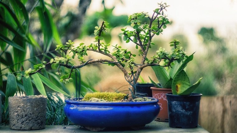 fil-sur-bonsai-japonais