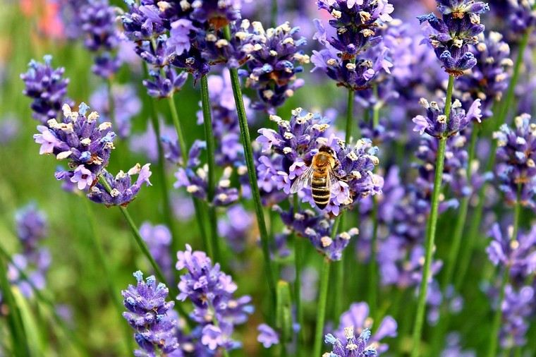 fleurs-lavande-abeilles