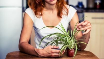 arrosage plante vacances astuces-idee