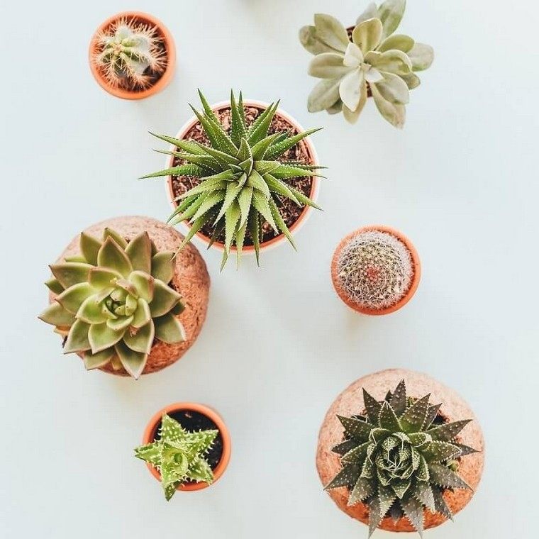cactus-idee-interieur-plante-succulente-top