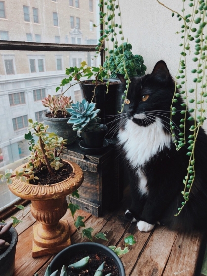 chat-plante-interieur-jardin-deco