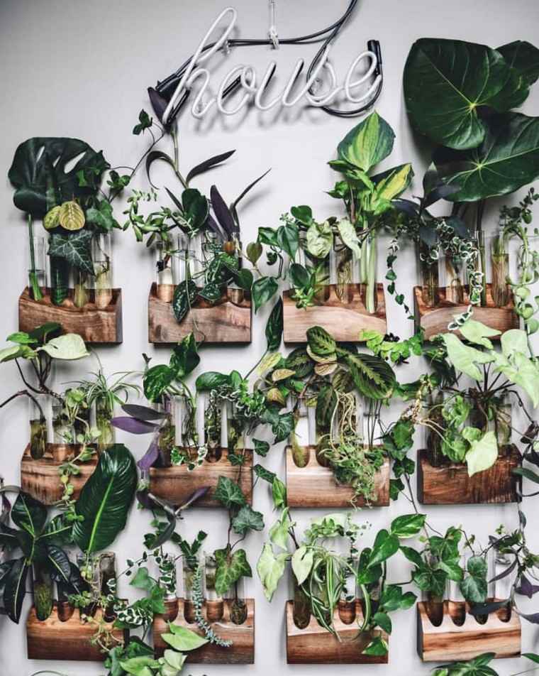 plante-interieur-succulent-mur