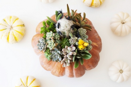 succulent-deco-automne-pas-cher-diy