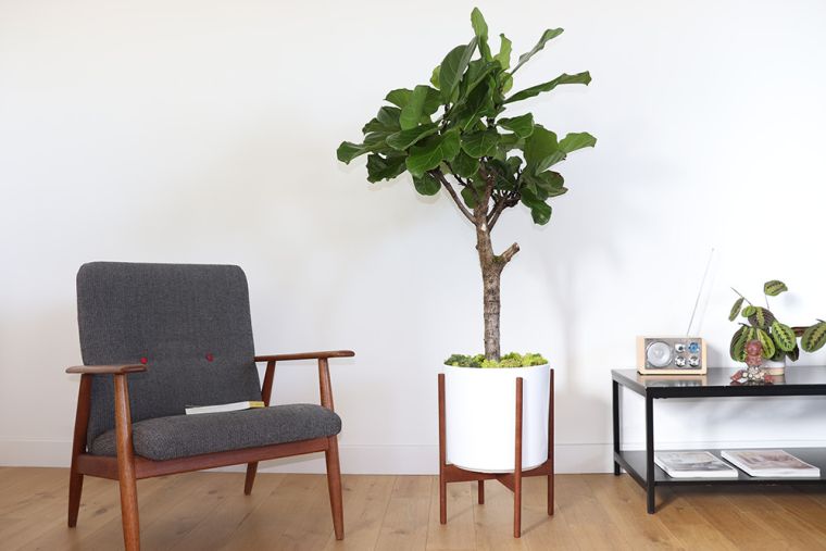 deco-naturelle-interieur-luxe-plantes-depolluantes-maison