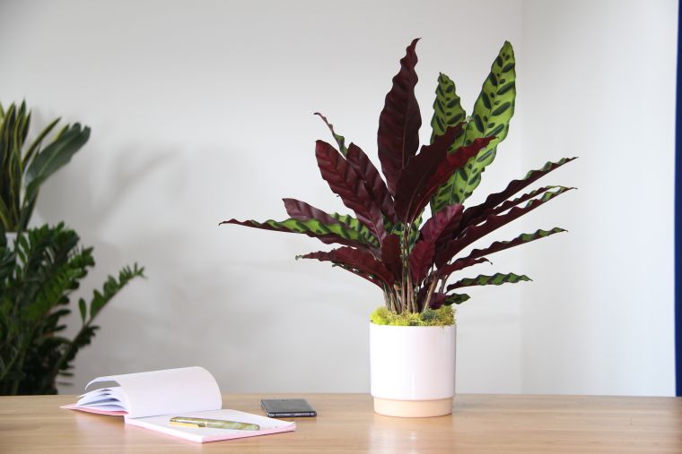 plante-en-pot-design-interieur-decoration-naturelle-petit-espace