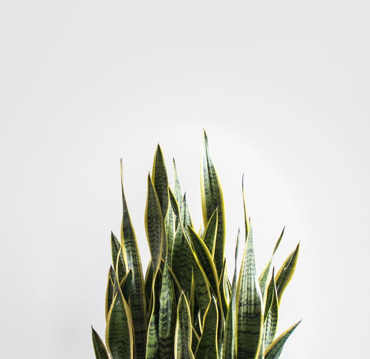 plantes-depolluantes-pour-interieur-ambiance-naturelle