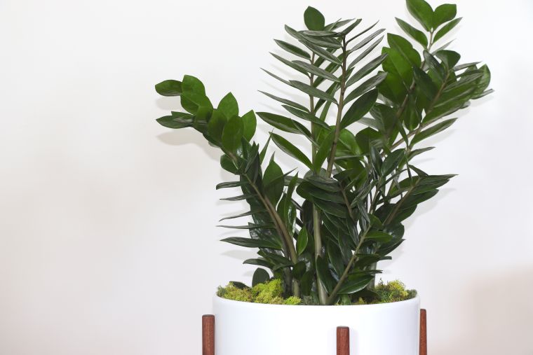 plantes-exotiques-d'interieur-design-moderne-idees