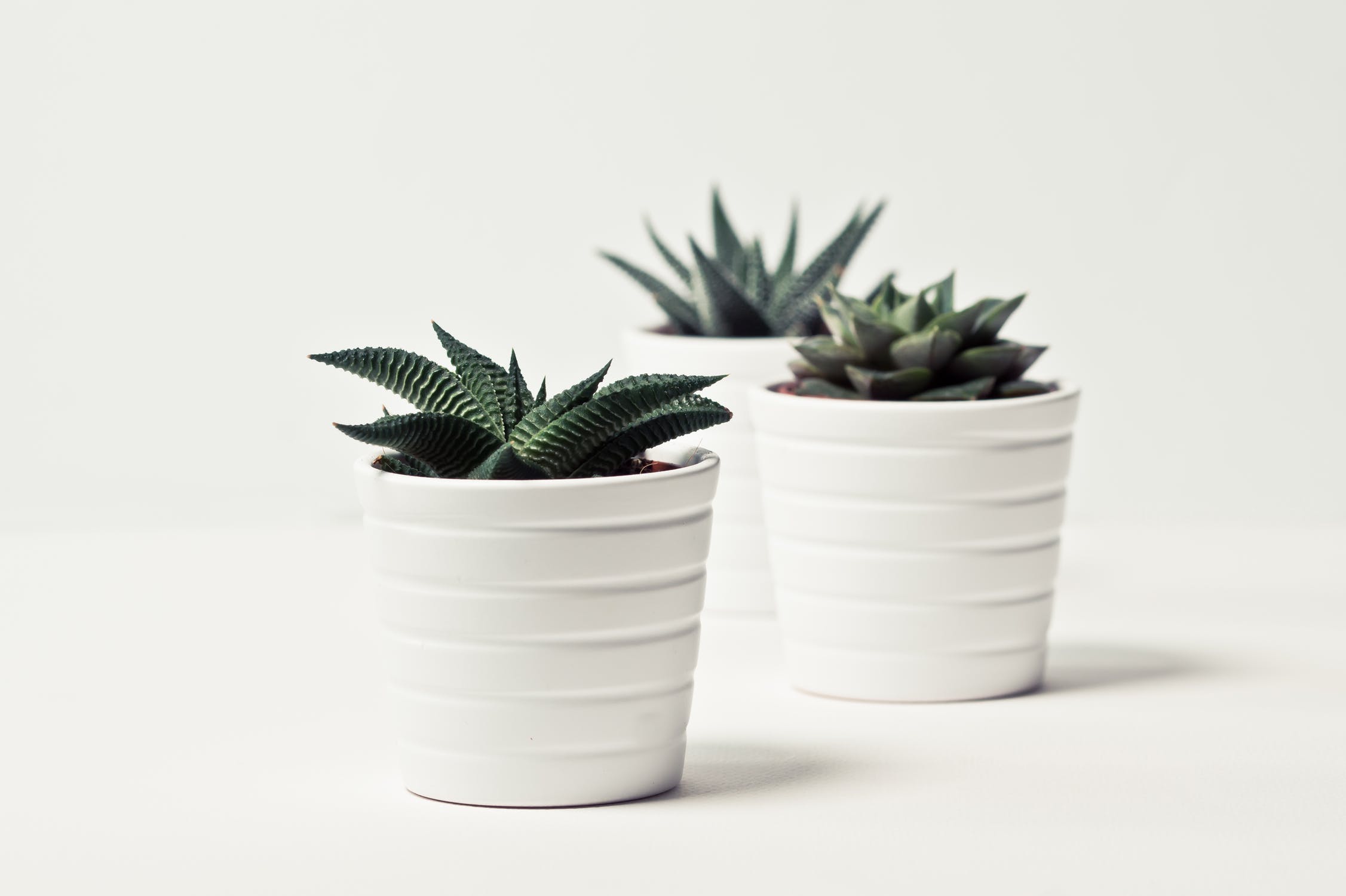 deco-petit-appart-plante-pot-nature