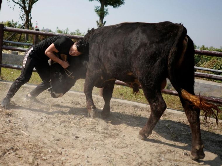 arts martiaux chine taureaux combats