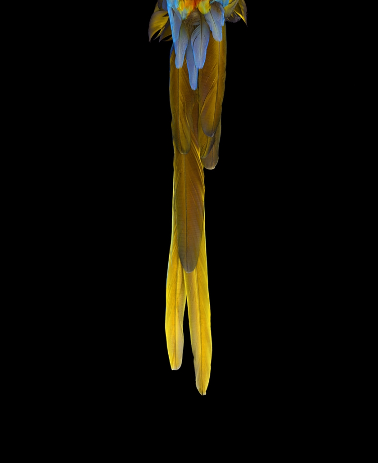 offrir-cadeau-oeuvre-dart-catalina-macaw-3-by-brad-wilson
