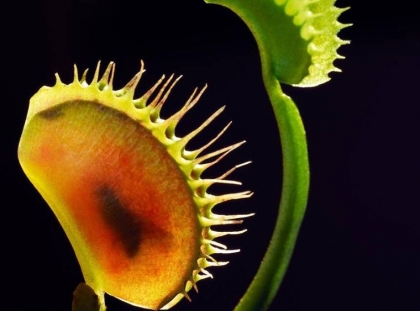 plantes carnivores 5 especes etonnantes