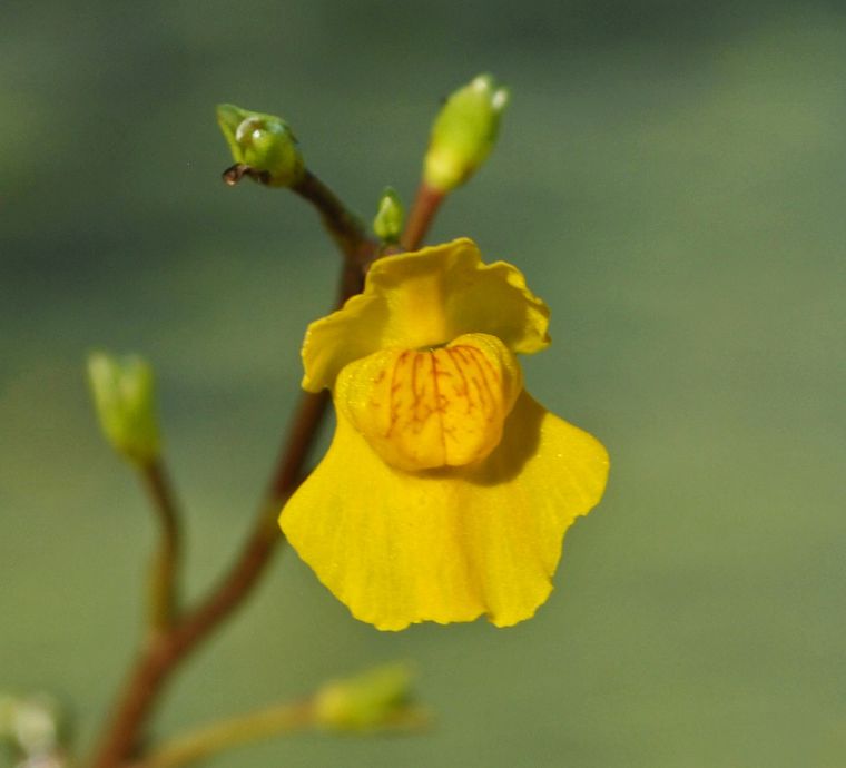 utricularia vulgaris florissante en jaune
