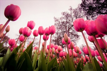 festival de fleurs tulipes printemps