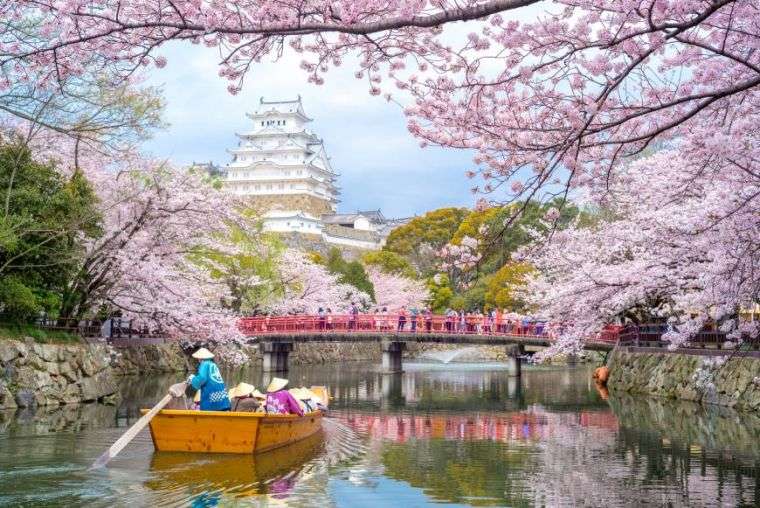 festival de fleurs au japon cerisier florissant