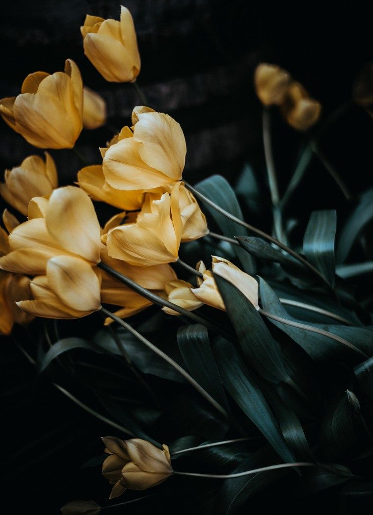 tulipes photo annie spratt déco printemps fleurs intérieur