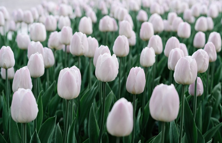 photo anton rybakov photo tulipes fleurs déco printemps