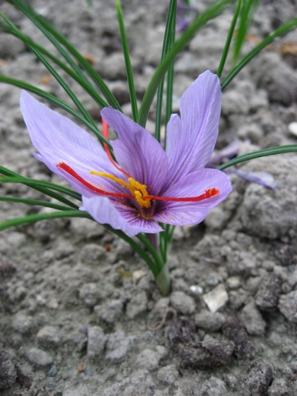 crocus-safran-idee-jardin