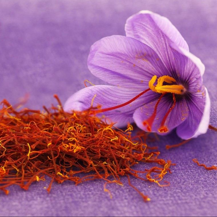 crocus-safran-photo-fleur-violet