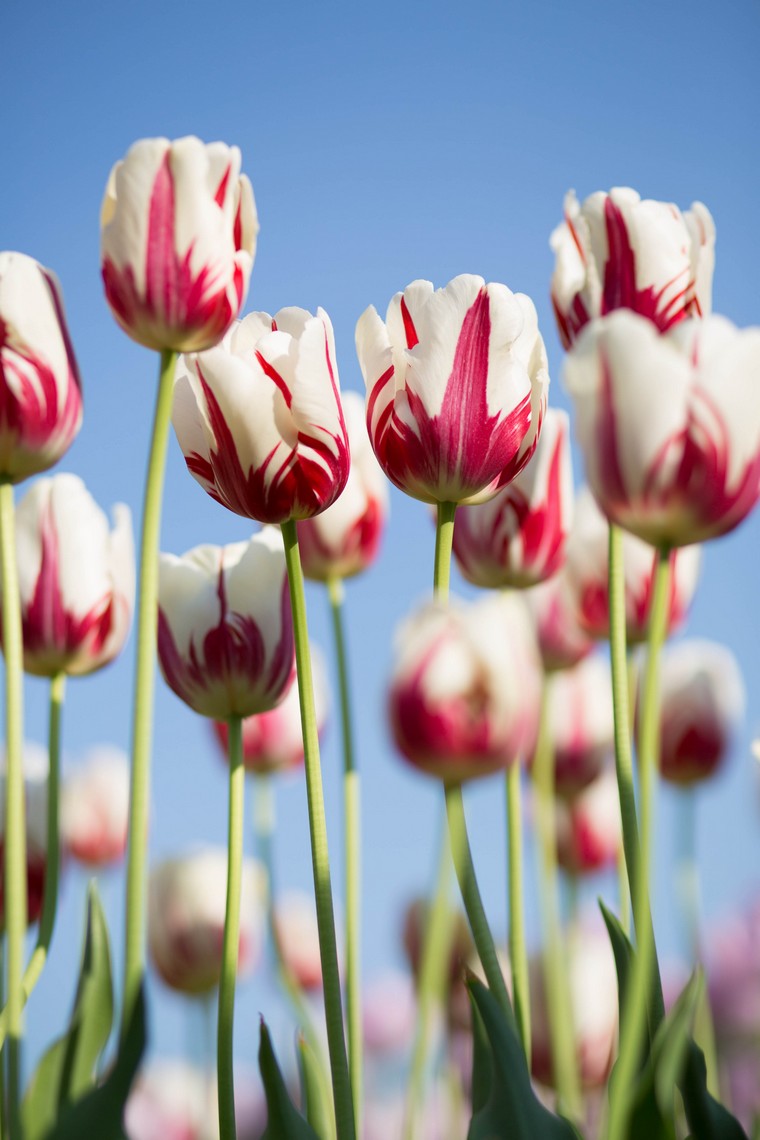 pot tulipe intérieur déco printemps