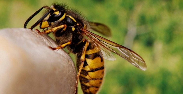 allergie aux abeilles, guêpes et frelons