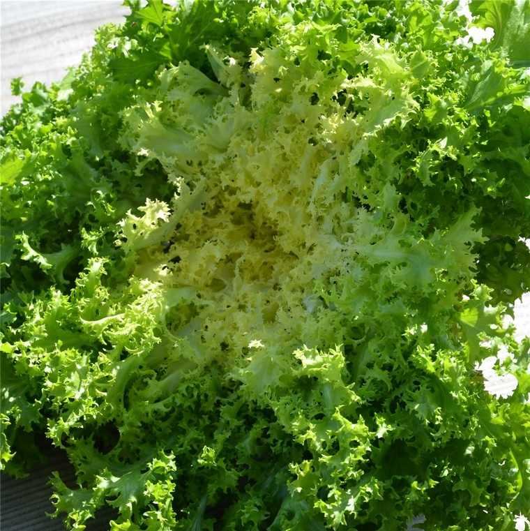 bienfaits salade verte chicorée frisée