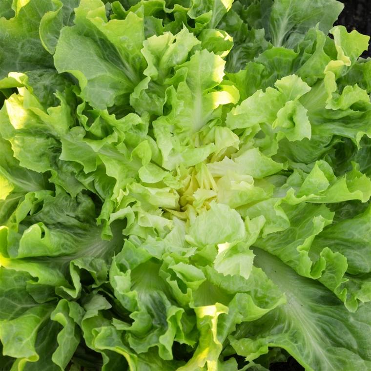 bienfaits salade verte chicorée scarole