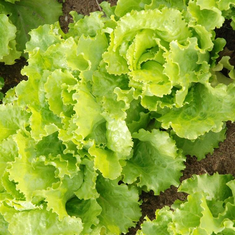 bienfaits salade verte laitue batavia