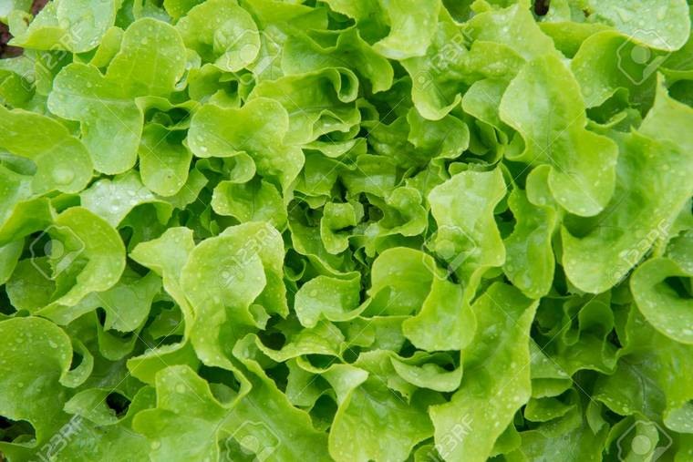 bienfaits salade verte laitue feuille chêne