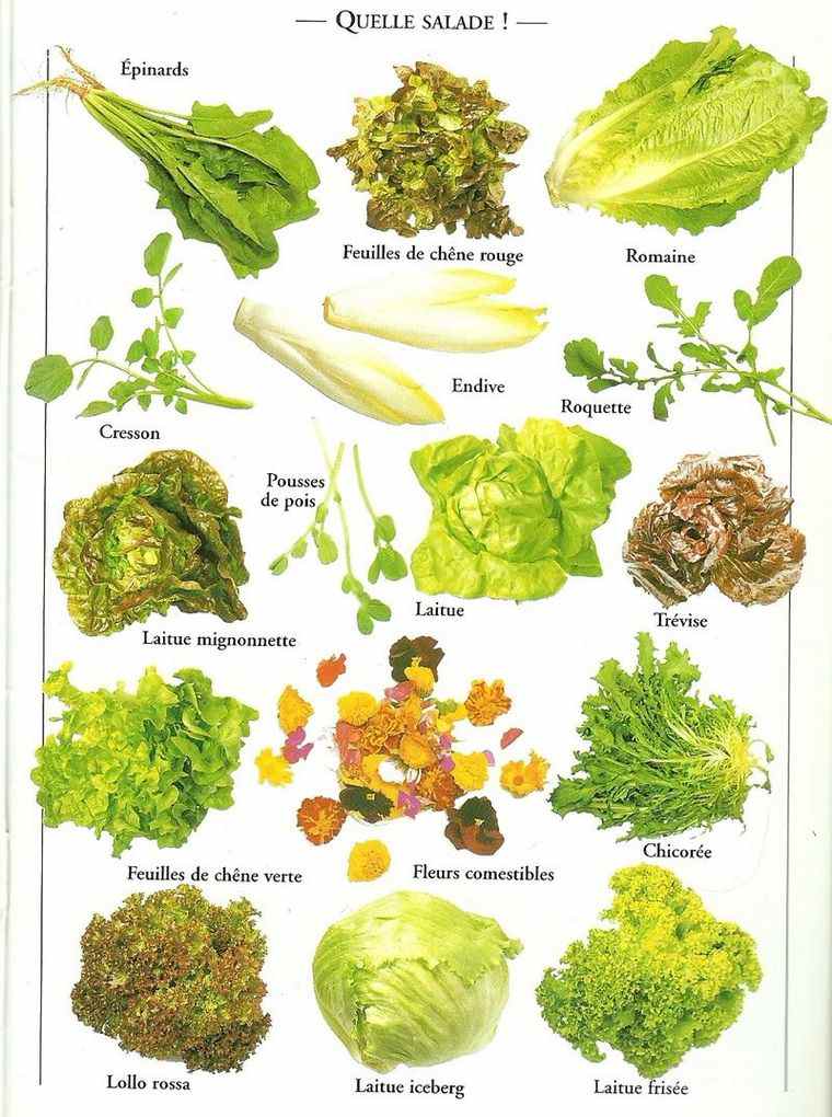 bienfaits salade verte variétés