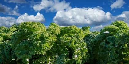 devenir végétarien monde vegan