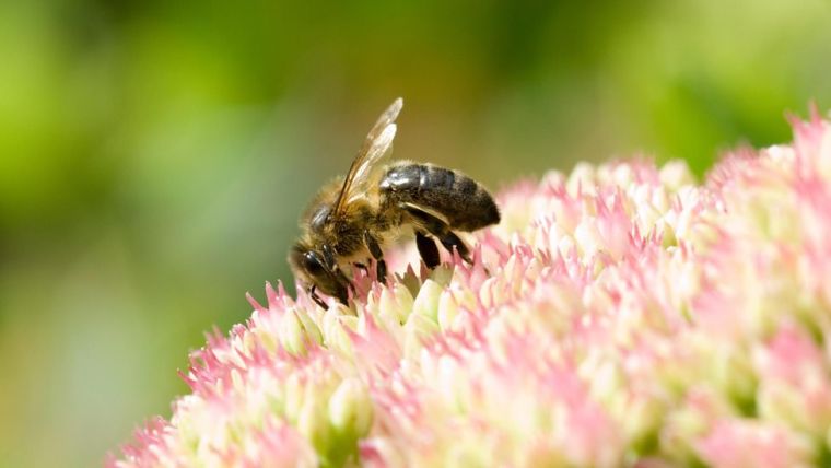 les abeilles intelligentes nouvelle etude