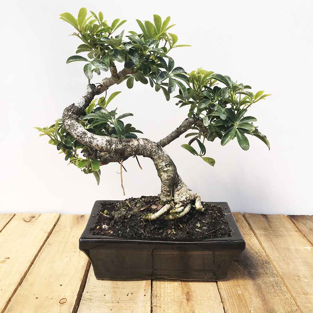 plantes d'intérieur contre les allergies - Schefflera bonsai
