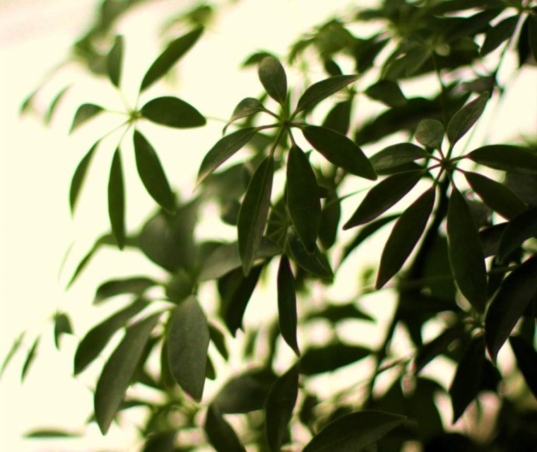 plantes d'intérieur contre les allergies - Schefflera - arbre ombrelle