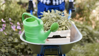 arrosage jardin plantes pleine terre pot